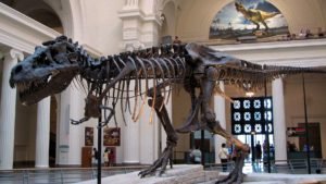 Ada Apa Di Museum Zoologi Bogor